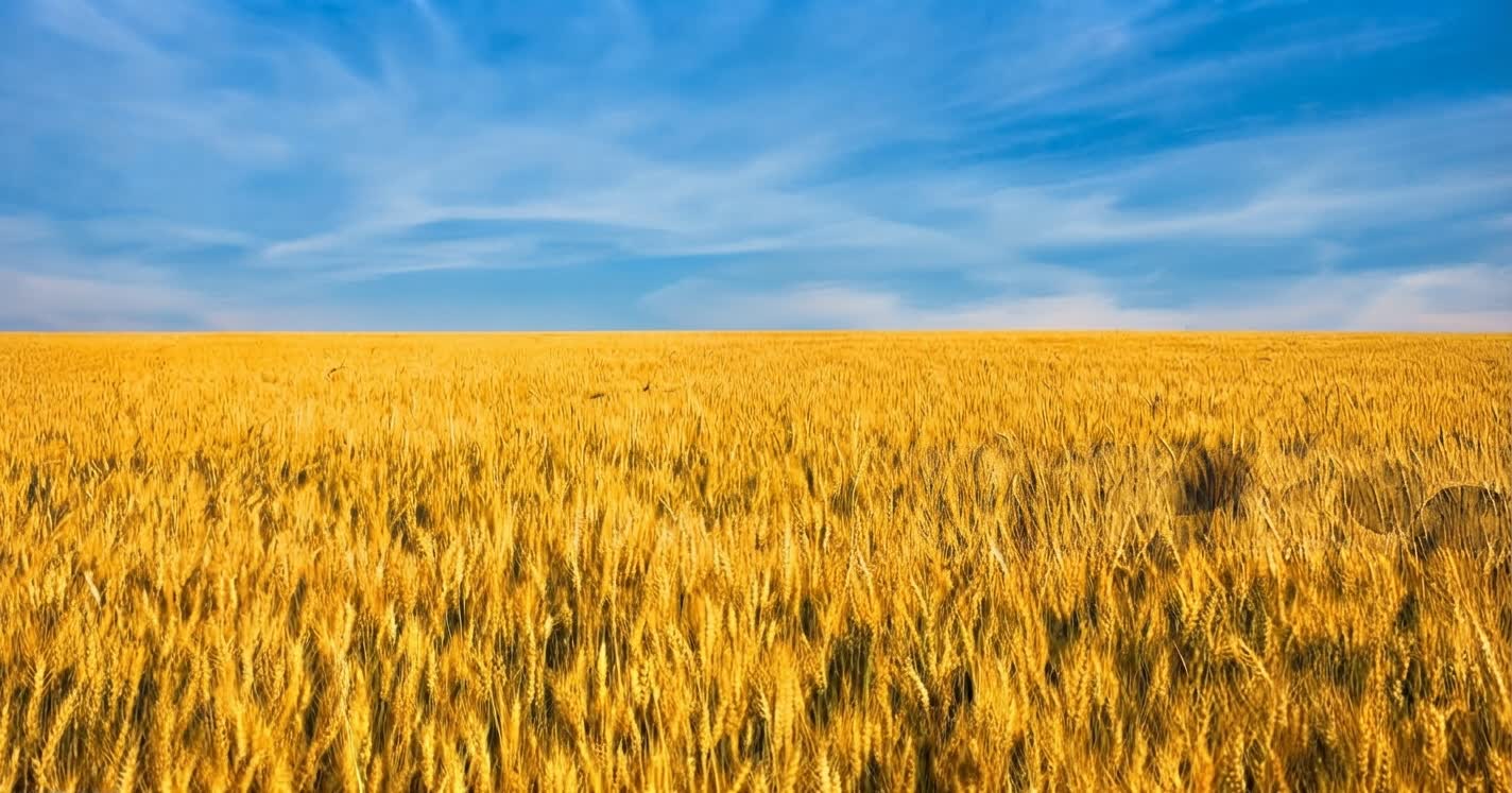 Fondo campo